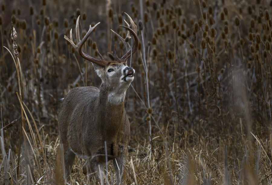 10 Shocking New Deer Study Findings All Hunters Should Know
