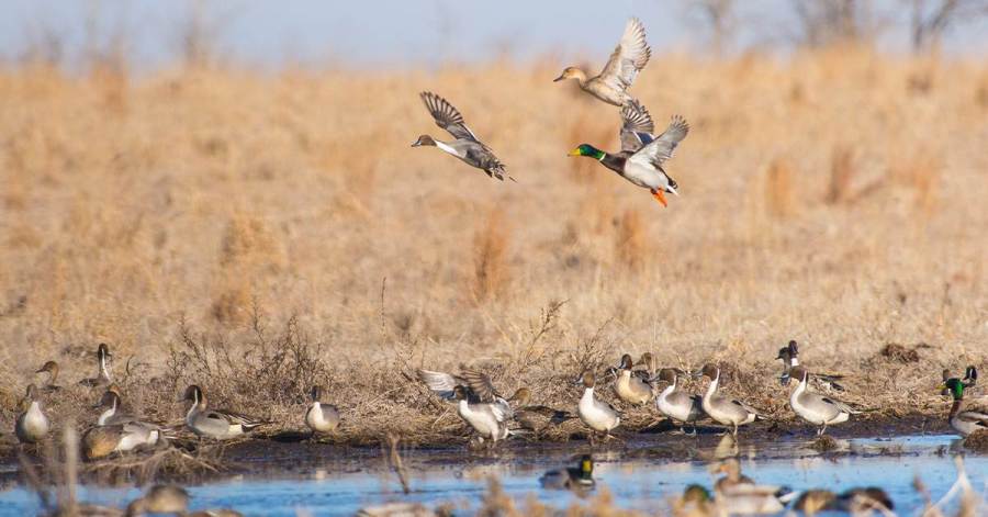 Waterfowl Hunters and the Avian Flu: What you need to know