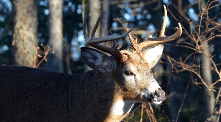 Richard Simms: NDA urges deer hunters in Tennessee to consider new CWD report with caution
