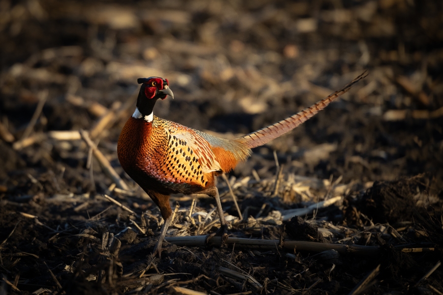 SJR | Week 607: Rare Pheasants & Land Management